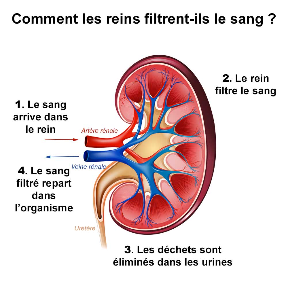 Infographie représentant la filtration du sang par les reins dans le cadre d'un article sur le DFG qui diminue
